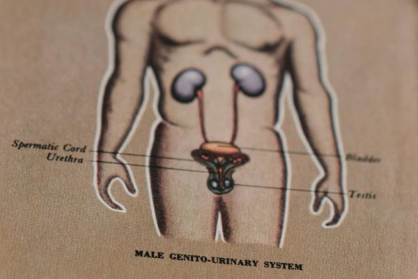 Understanding of the penile anatomy